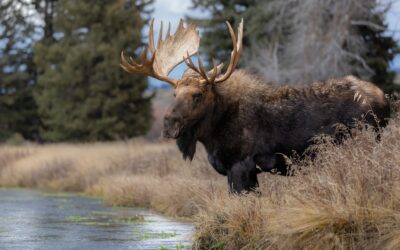 Angus and the Moose